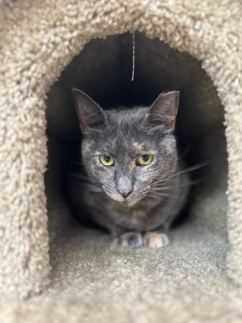 Enlarge Jennifer, a Adoptable Dilute Tortoiseshell in Frederick, MD image 2/8