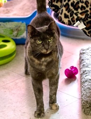 Enlarge Jennifer, a Adoptable Dilute Tortoiseshell in Frederick, MD image 3/8
