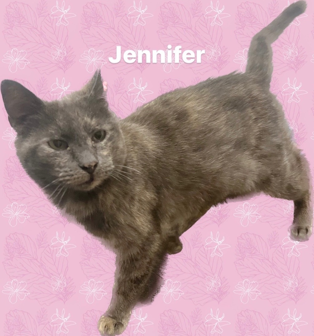 Enlarge Jennifer, a Adoptable Dilute Tortoiseshell in Frederick, MD image 4/8