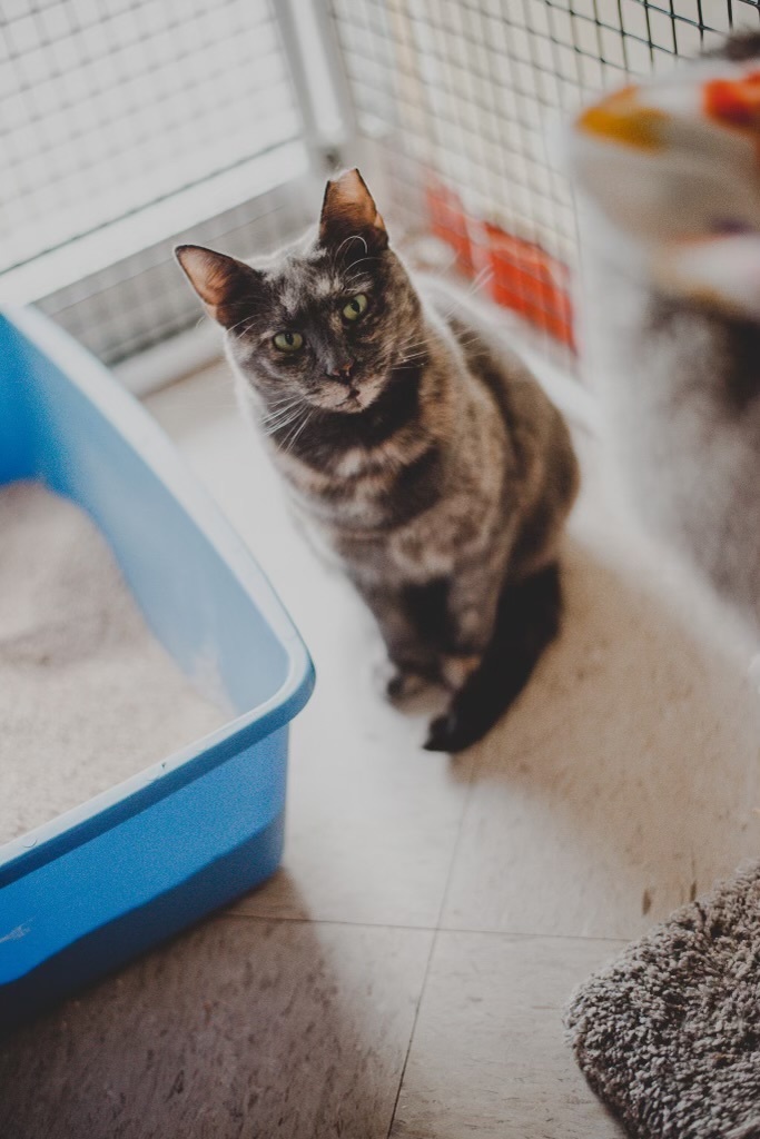 Enlarge Jennifer, a Adoptable Dilute Tortoiseshell in Frederick, MD image 5/8