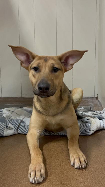 Rose, Adoptable, Young Female Shepherd.