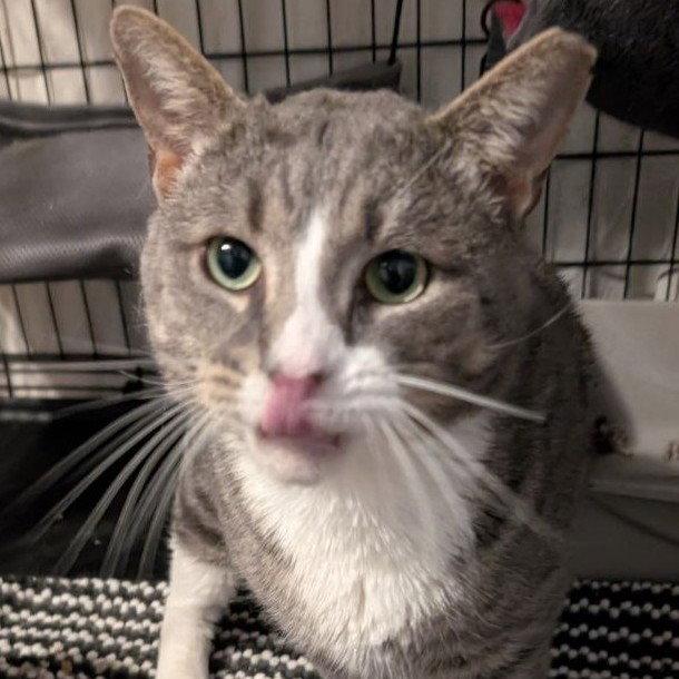 Enlarge Big Boy (17lb sweetie!), a Adoptable American Shorthair in Pikesville, MD image 3/3