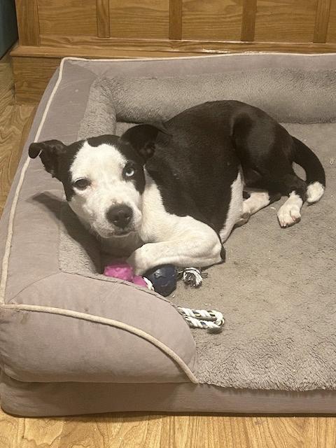 Oreo  -- (tv)