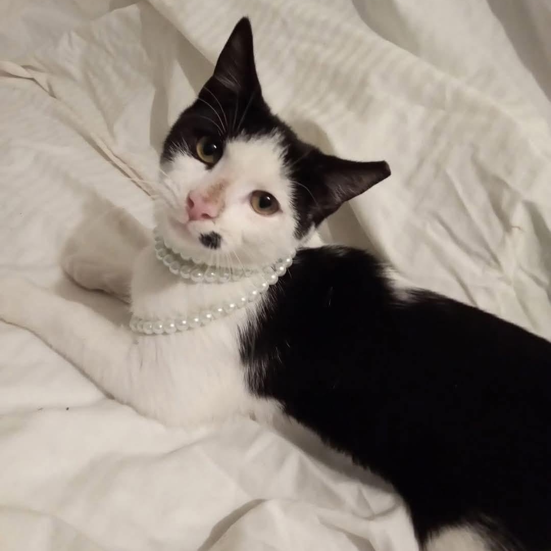 Marilyn, Adoptable, Young Female Tuxedo & Domestic Short Hair.