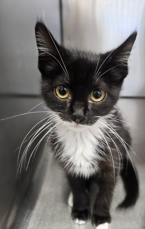 Wren, Adoptable, Kitten Female Domestic Short Hair.