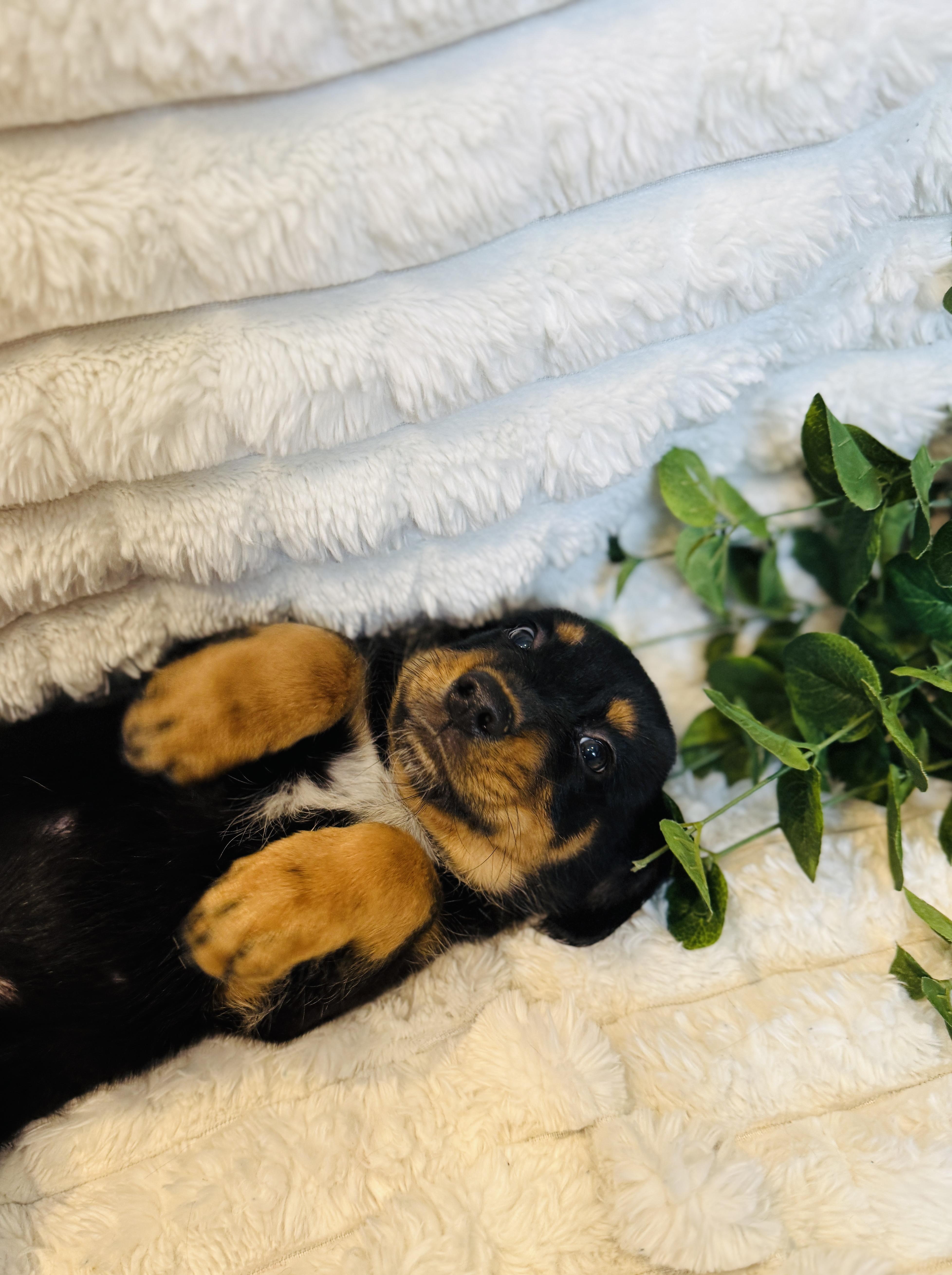 Fitzie , a ADOPTABLE mixed breed in Hales corners, WI image 3/4