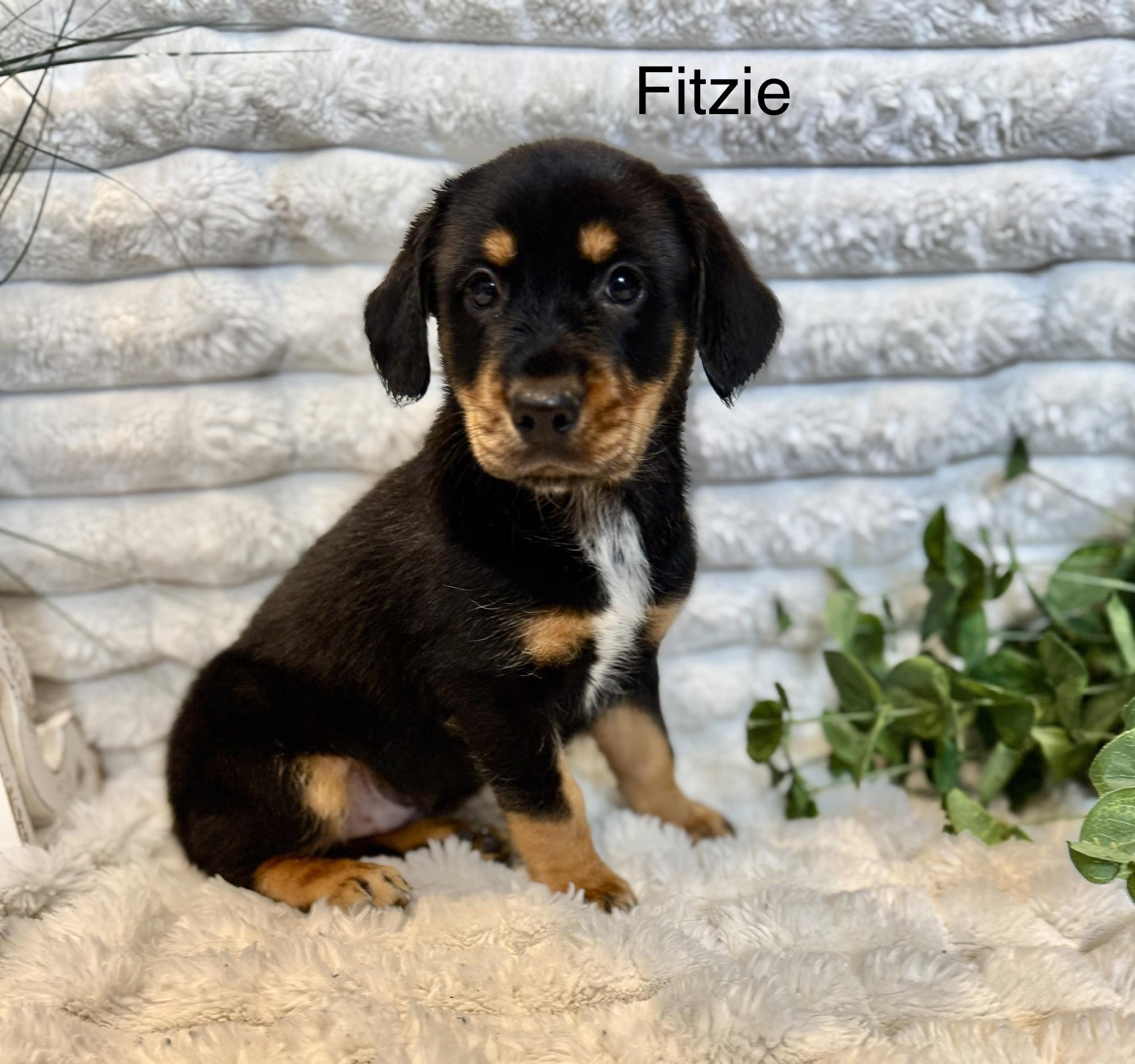 Fitzie , a ADOPTABLE mixed breed in Hales corners, WI image 4/4