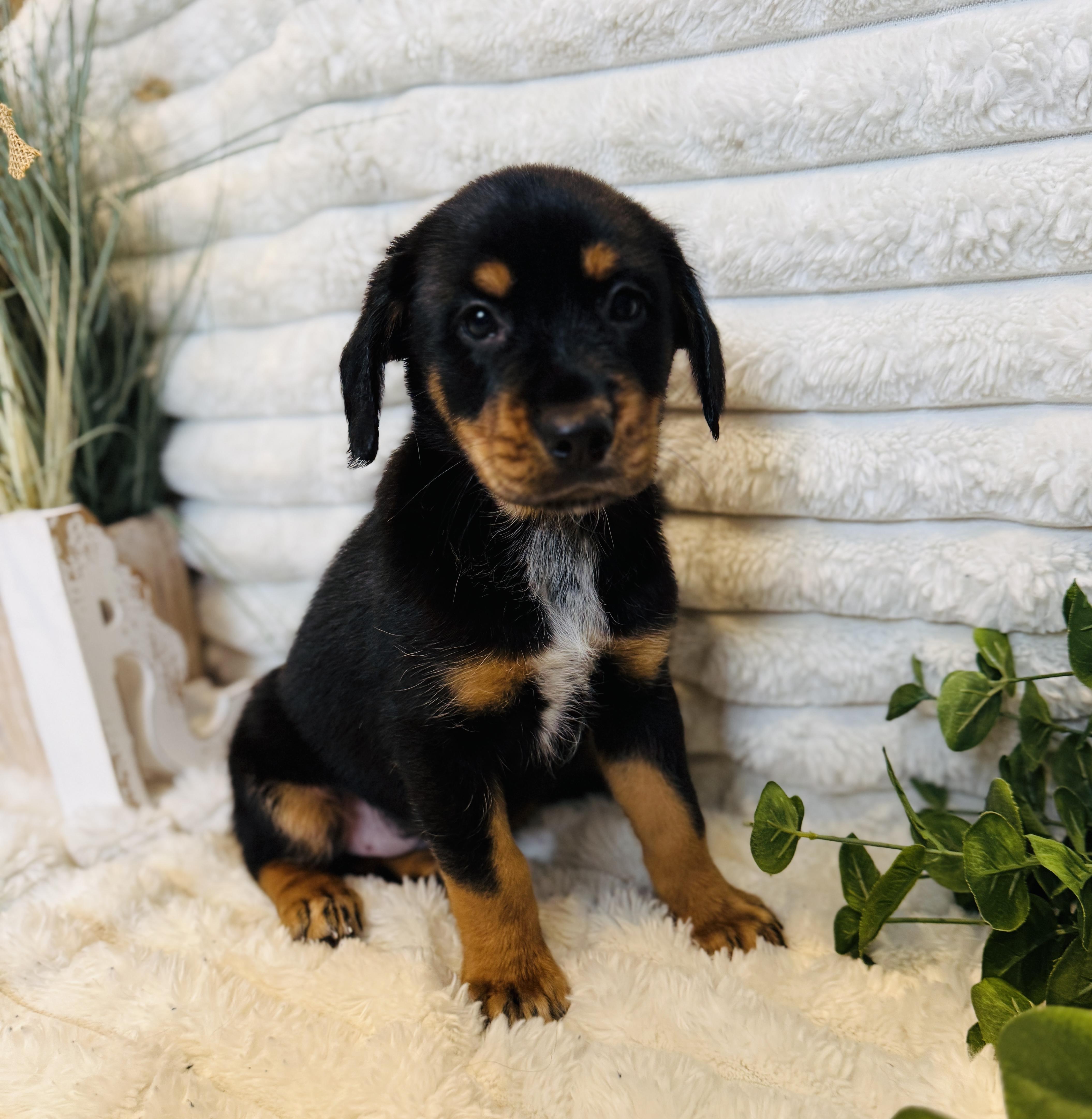 Fitzie , ADOPTABLE, Puppy Female Black and Tan Coonhound.