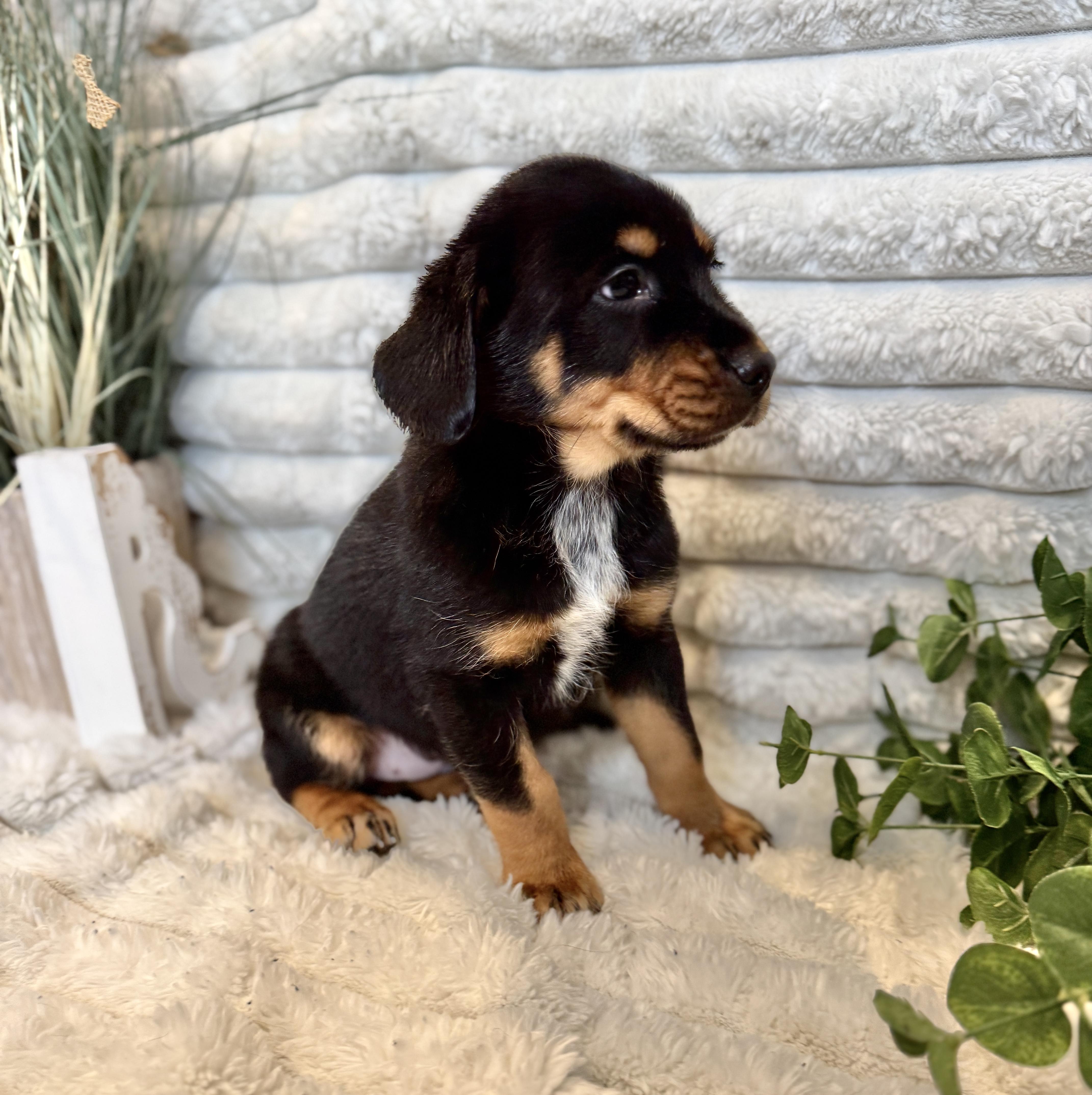 Fitzie , a ADOPTABLE mixed breed in Hales corners, WI image 2/4