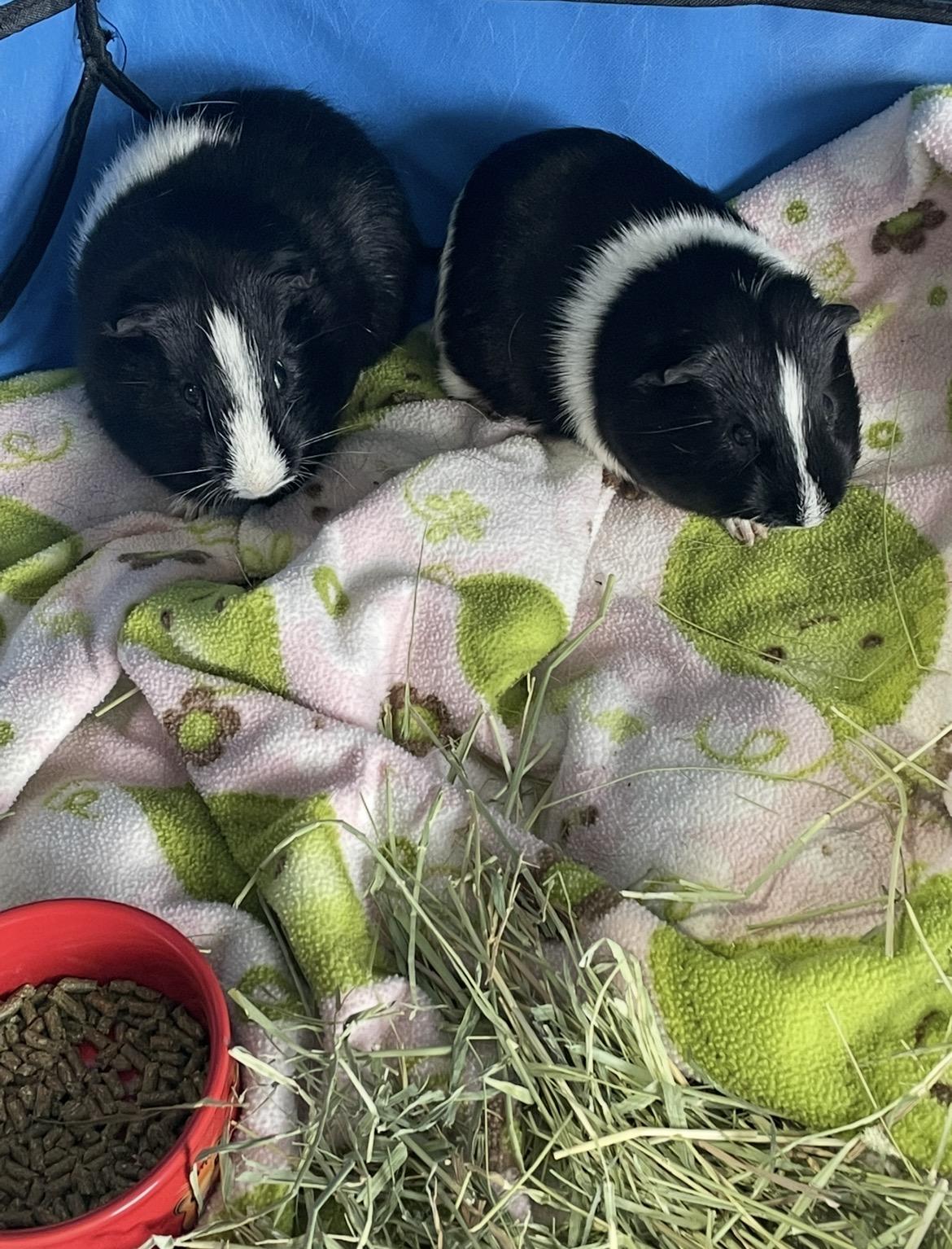 Enlarge Stevie and Stan, a ADOPTABLE Short-Haired in Berlin, CT image 2/2