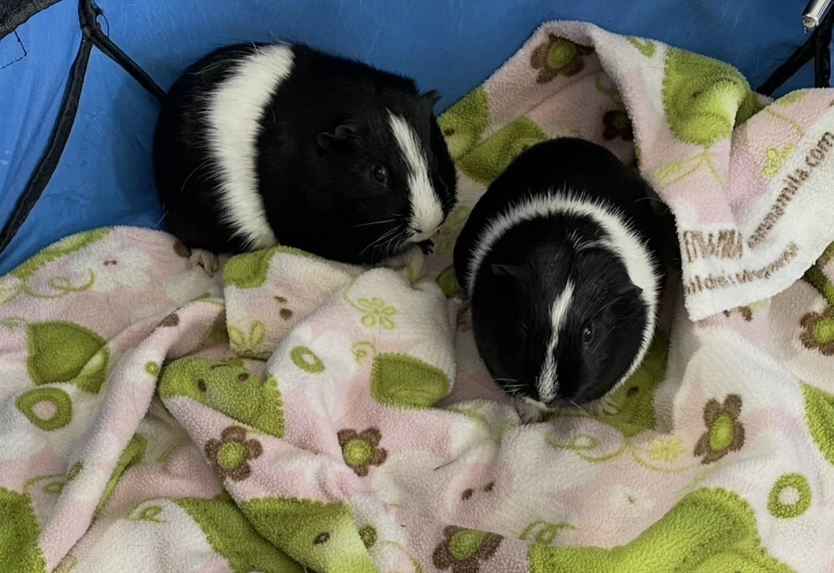 Enlarge Stevie and Stan, a ADOPTABLE Short-Haired in Berlin, CT image 1/2