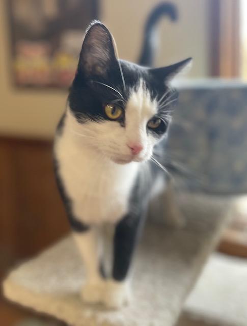 Enlarge Mr Carson (bonded with Mr Robert Crawley), a Adoptable Domestic Short Hair in Salem, OH image 3/5