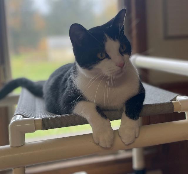 Enlarge Mr Carson (bonded with Mr Robert Crawley), a Adoptable Domestic Short Hair in Salem, OH image 4/5