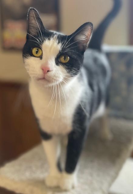 Mr Carson (bonded with Mr Robert Crawley), Adoptable, Young Male Domestic Short Hair.