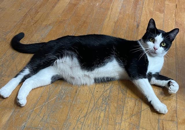 Enlarge Mr Carson (bonded with Mr Robert Crawley), a Adoptable Domestic Short Hair in Salem, OH image 2/5