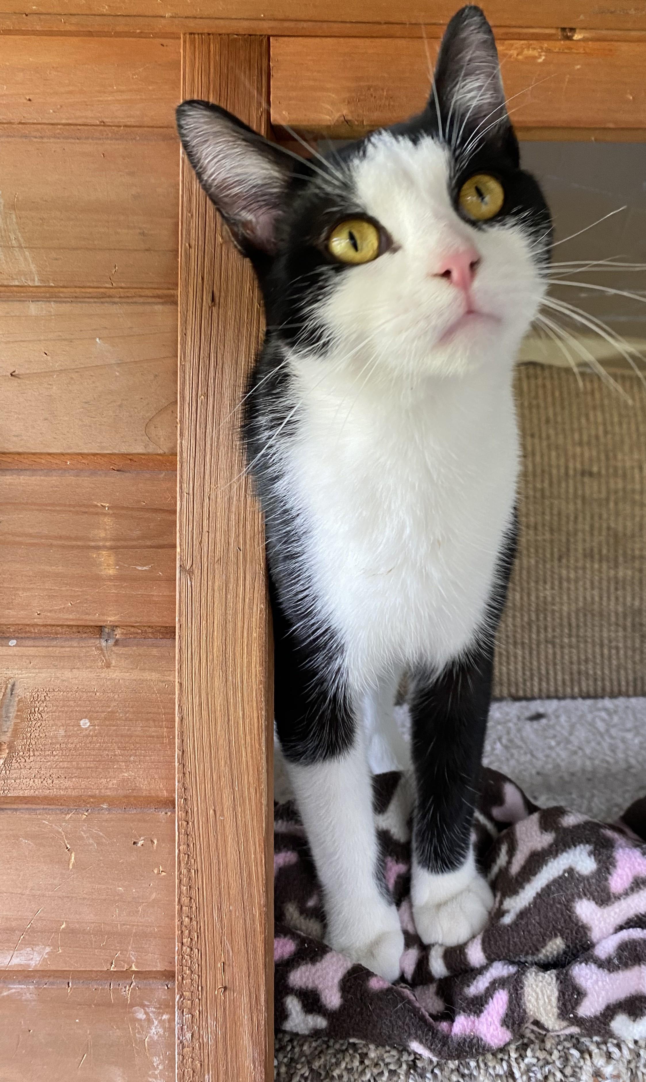 Enlarge Mr Carson (bonded with Mr Robert Crawley), a Adoptable Domestic Short Hair in Salem, OH image 5/5