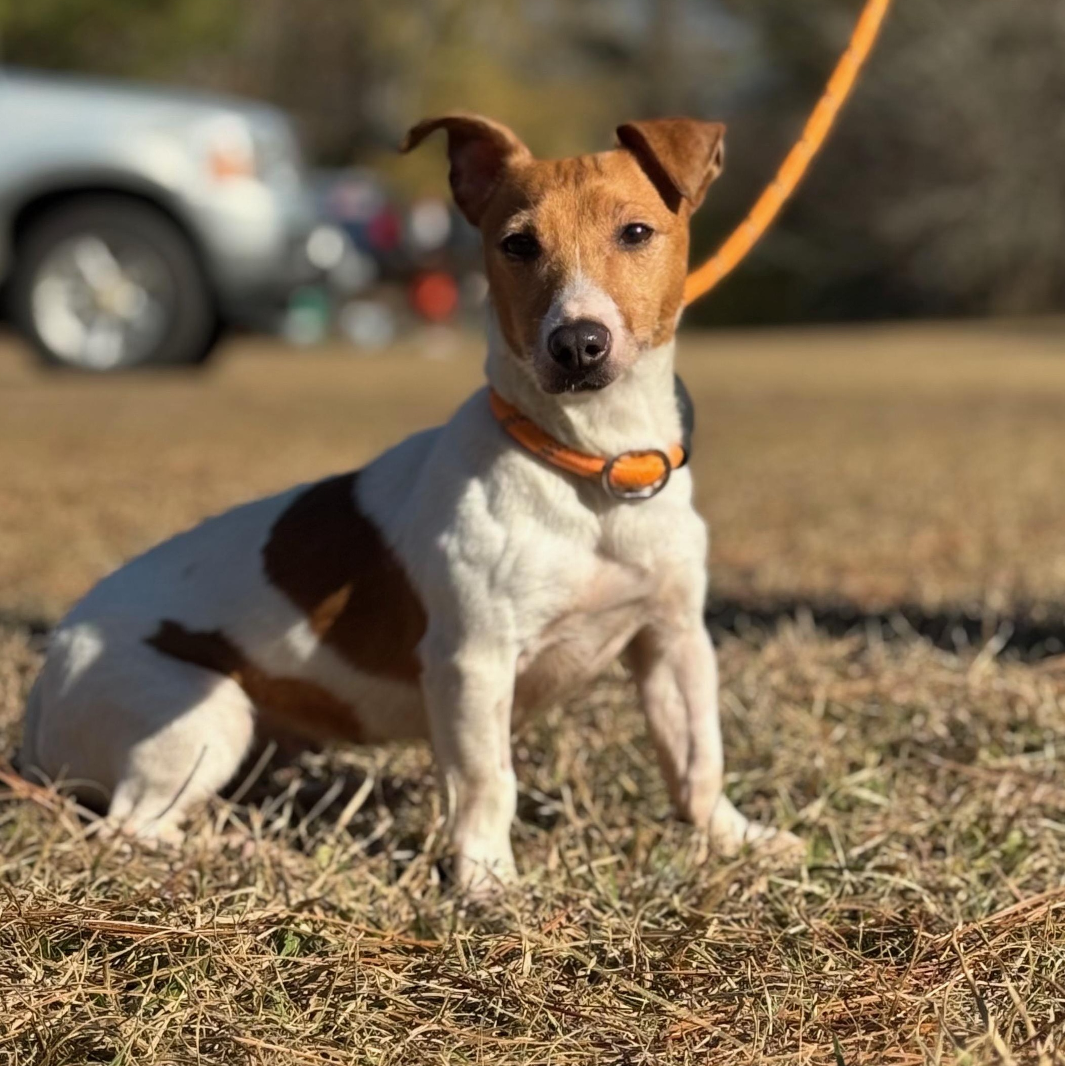 Enlarge Delilah, an adoptable Jack Russell Terrier in Oak Bluffs, MA image 2/2