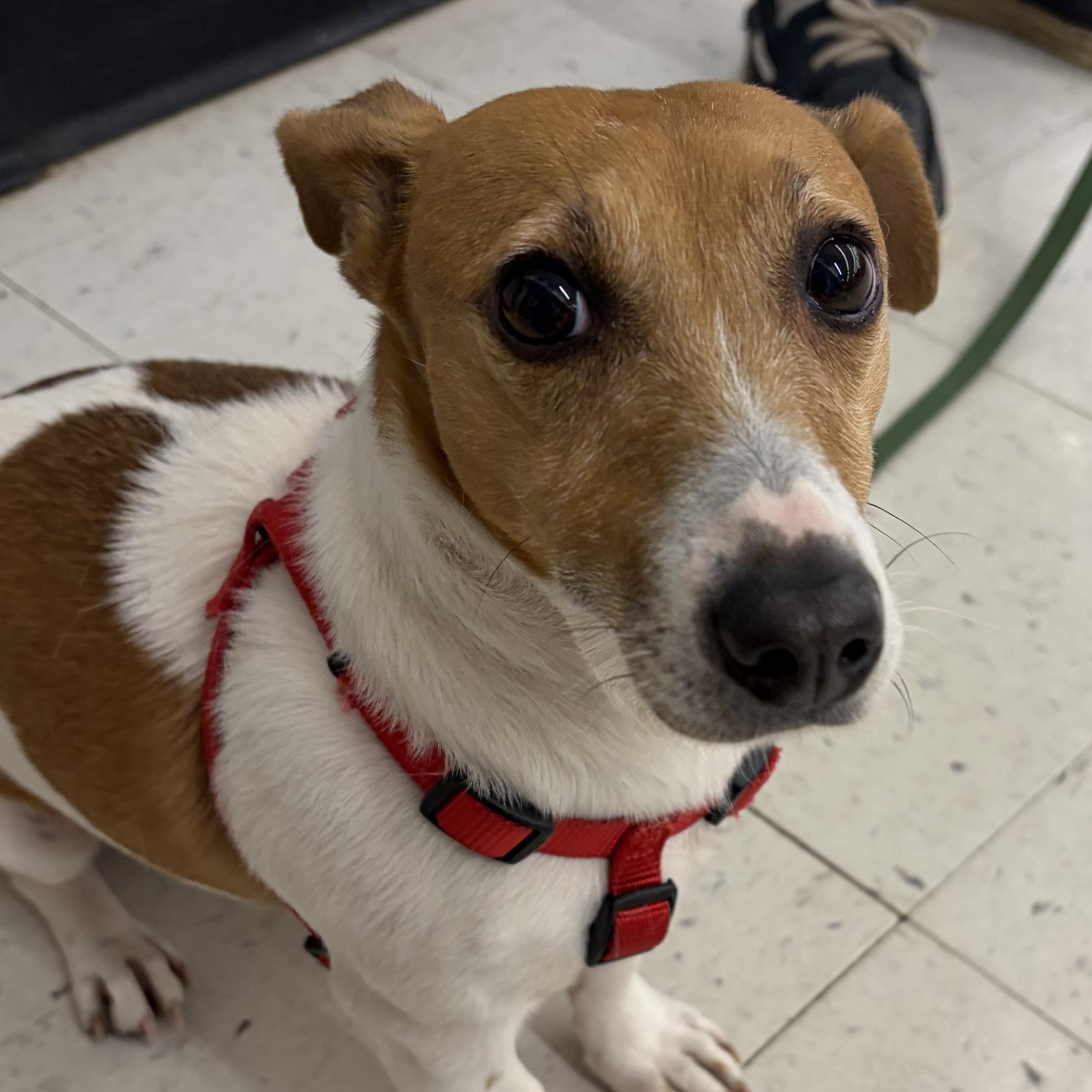 Enlarge Delilah, an adoptable Jack Russell Terrier in Oak Bluffs, MA image 1/2