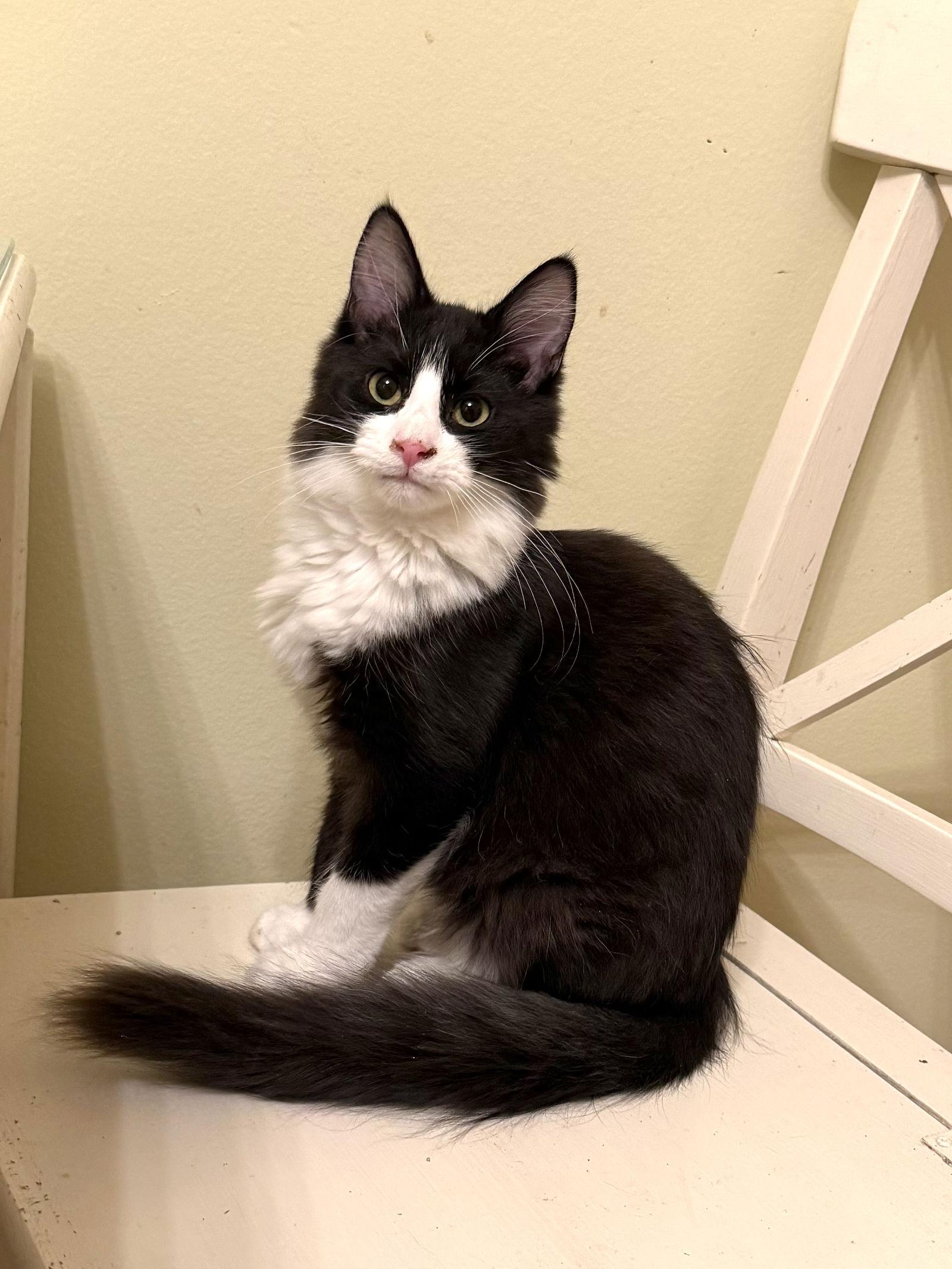 Mountain Dew, a Adoptable Maine Coon in Hockessin, DE image 1/3