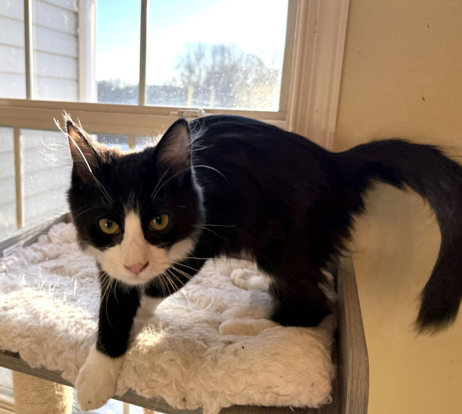 Mountain Dew, a Adoptable Maine Coon in Hockessin, DE image 2/3