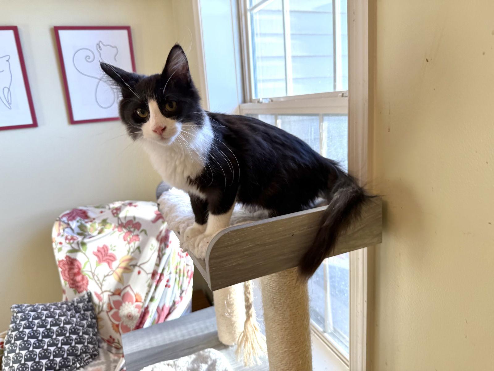 Mountain Dew, a Adoptable Maine Coon in Hockessin, DE image 3/3