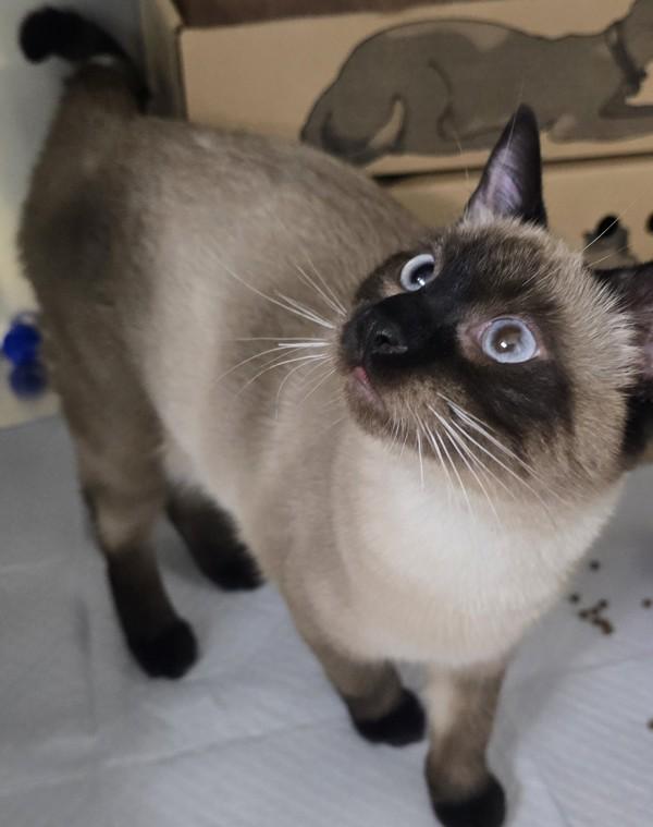 Steve, Adoptable, Kitten Male Siamese.