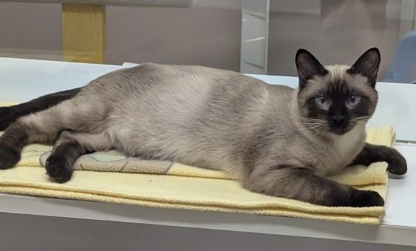 Enlarge Steve, a Adoptable mixed breed in Williams Lake, BC image 2/2