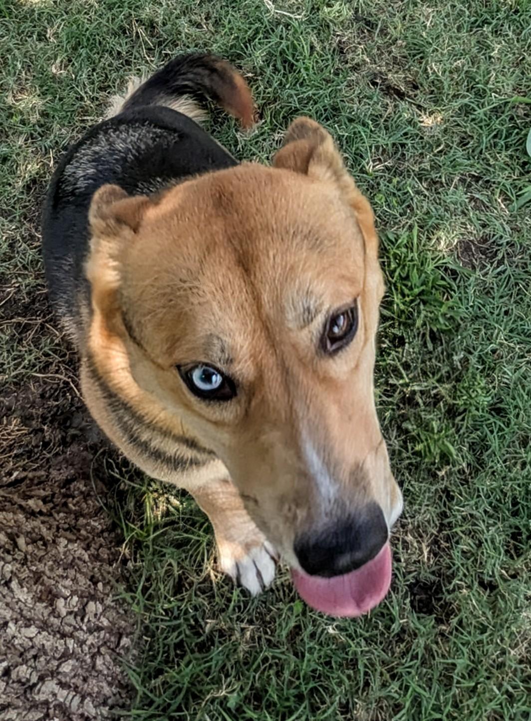 Enlarge Luna* A212434, an adoptable mixed breed in Plano, TX image 2/6