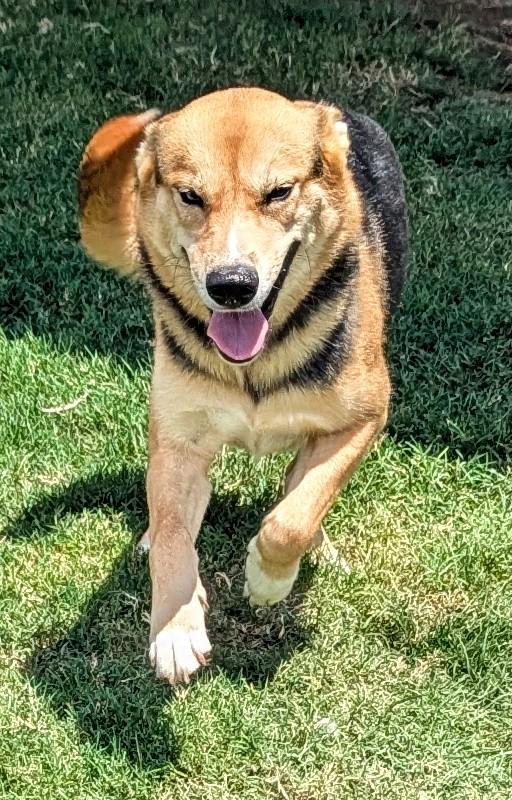 Enlarge Luna* A212434, an adoptable mixed breed in Plano, TX image 3/6