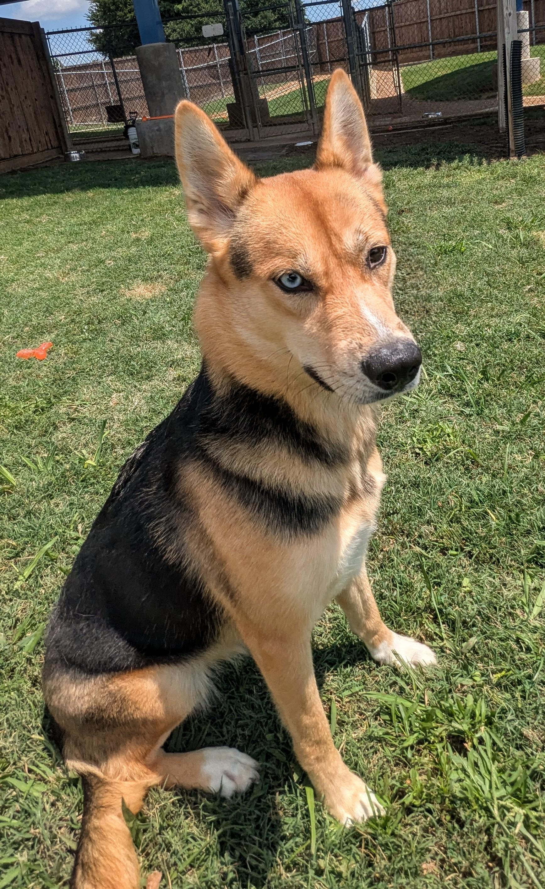 Enlarge Luna* A212434, an adoptable mixed breed in Plano, TX image 1/6