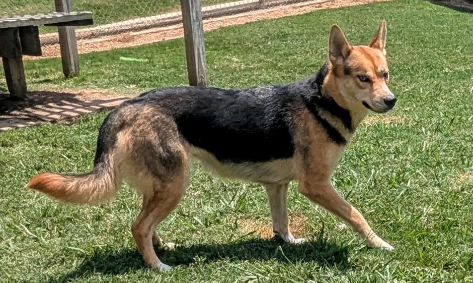 Enlarge Luna* A212434, an adoptable mixed breed in Plano, TX image 5/6