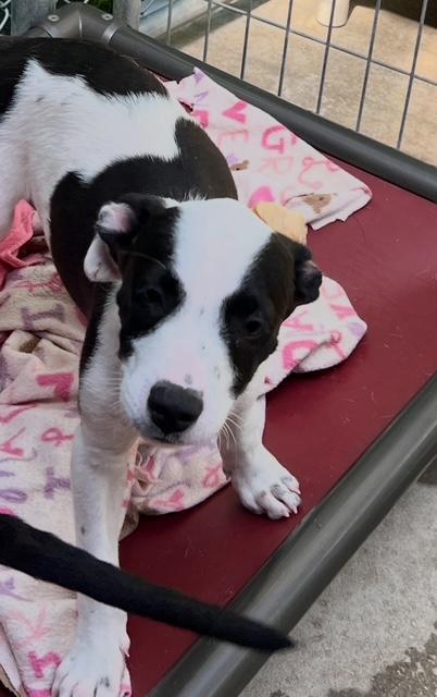 Zorro, Baby Male Terrier
