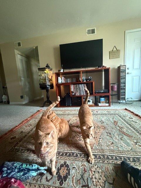 Enlarge Ollie and Sasha, a Adoptable Domestic Short Hair in Louisville, KY image 5/5