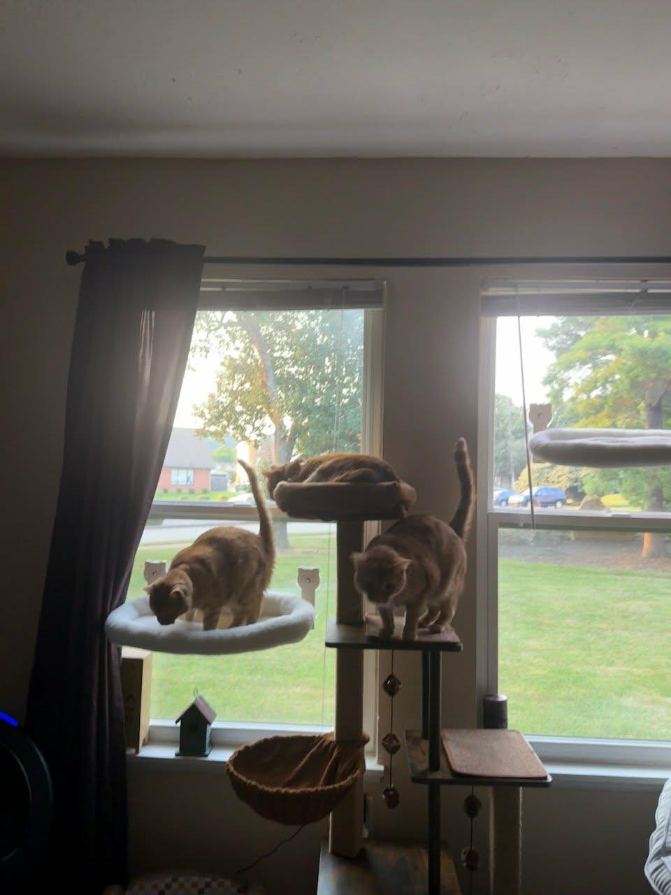 Enlarge Ollie and Sasha, a Adoptable Domestic Short Hair in Louisville, KY image 4/5
