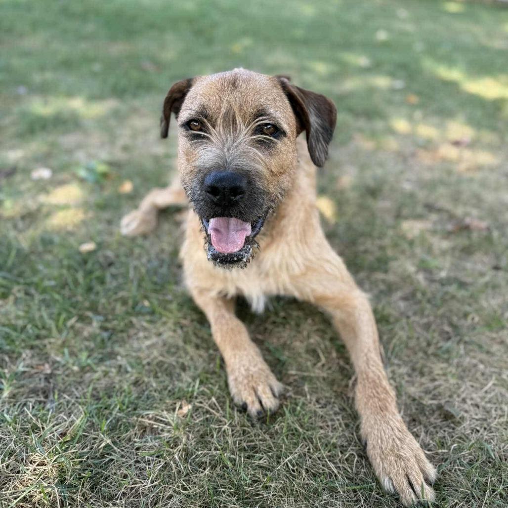 Joe, Adoptable, Adult Male Border Terrier & Irish Terrier.