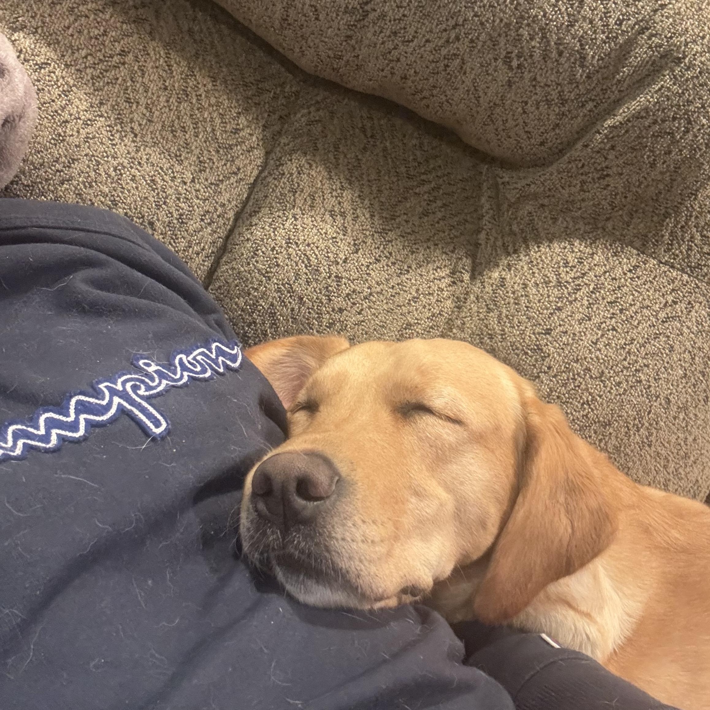 Enlarge Nala, a Adopted Yellow Labrador Retriever in Newfoundland, NJ image 2/5