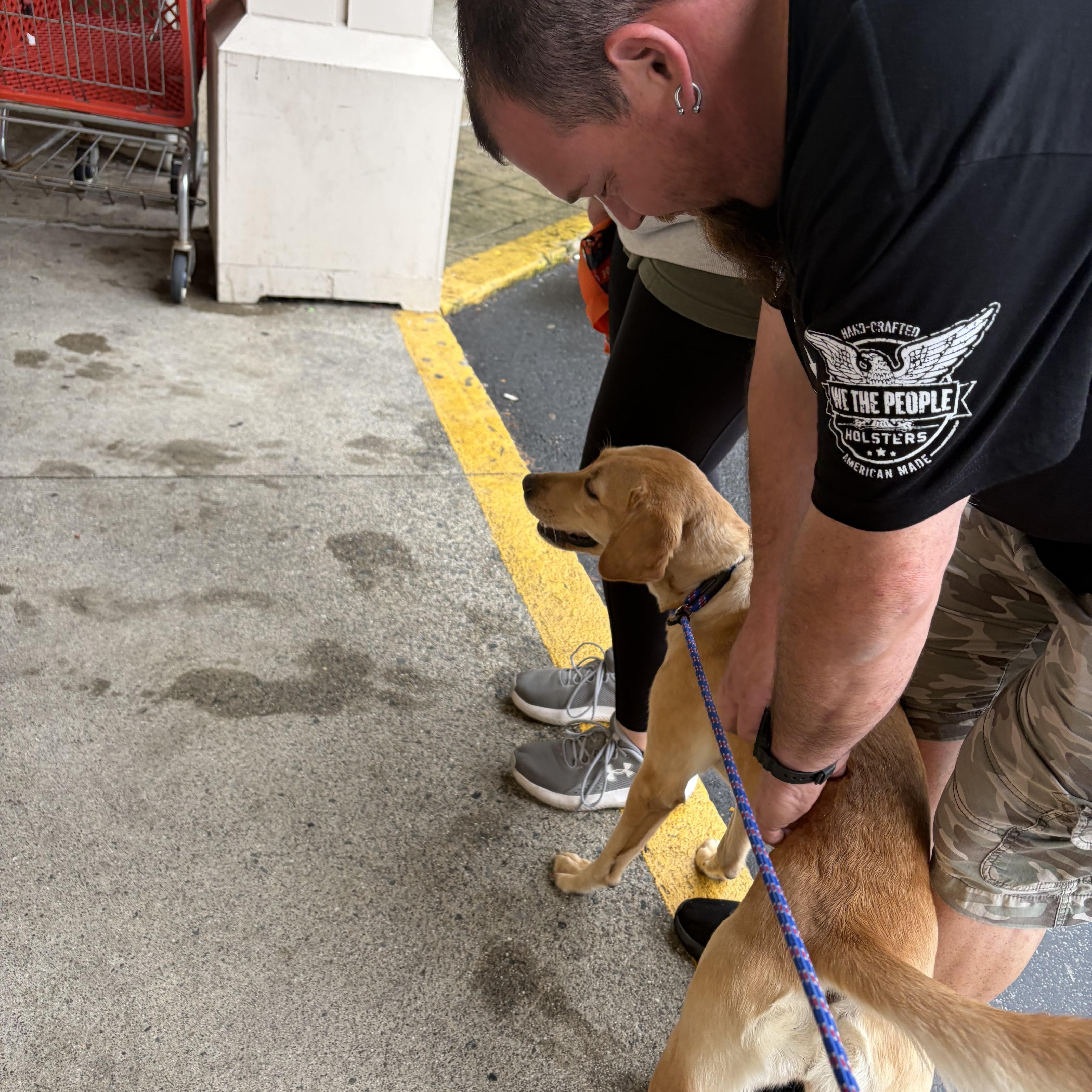 Enlarge Nala, a Adopted Yellow Labrador Retriever in Newfoundland, NJ image 5/5