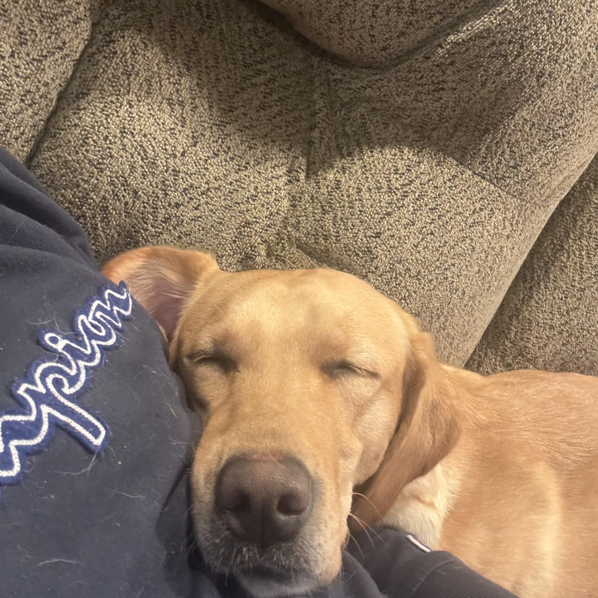 Nala, Adopted, Young Female Yellow Labrador Retriever.