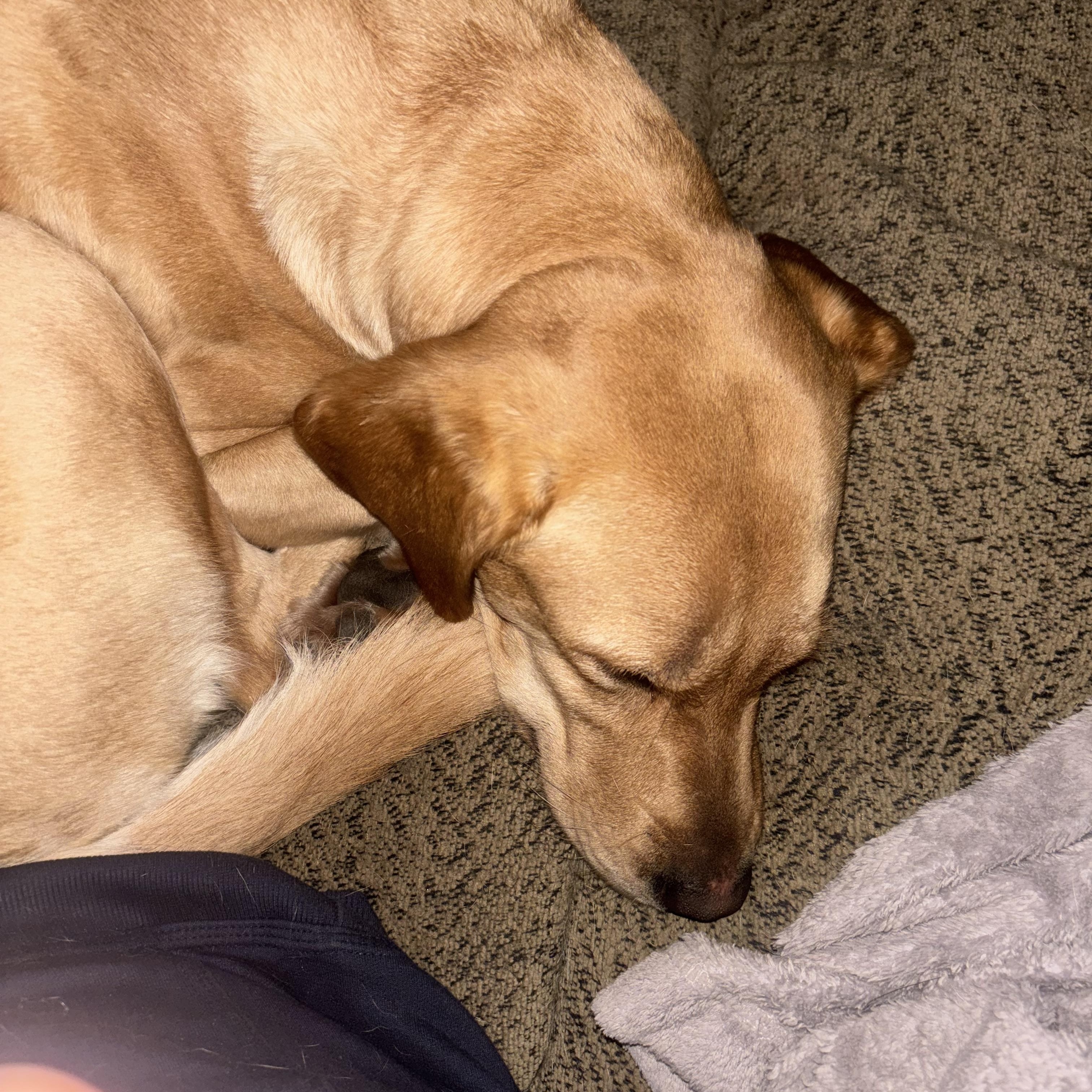 Enlarge Nala, a Adopted Yellow Labrador Retriever in Newfoundland, NJ image 3/5