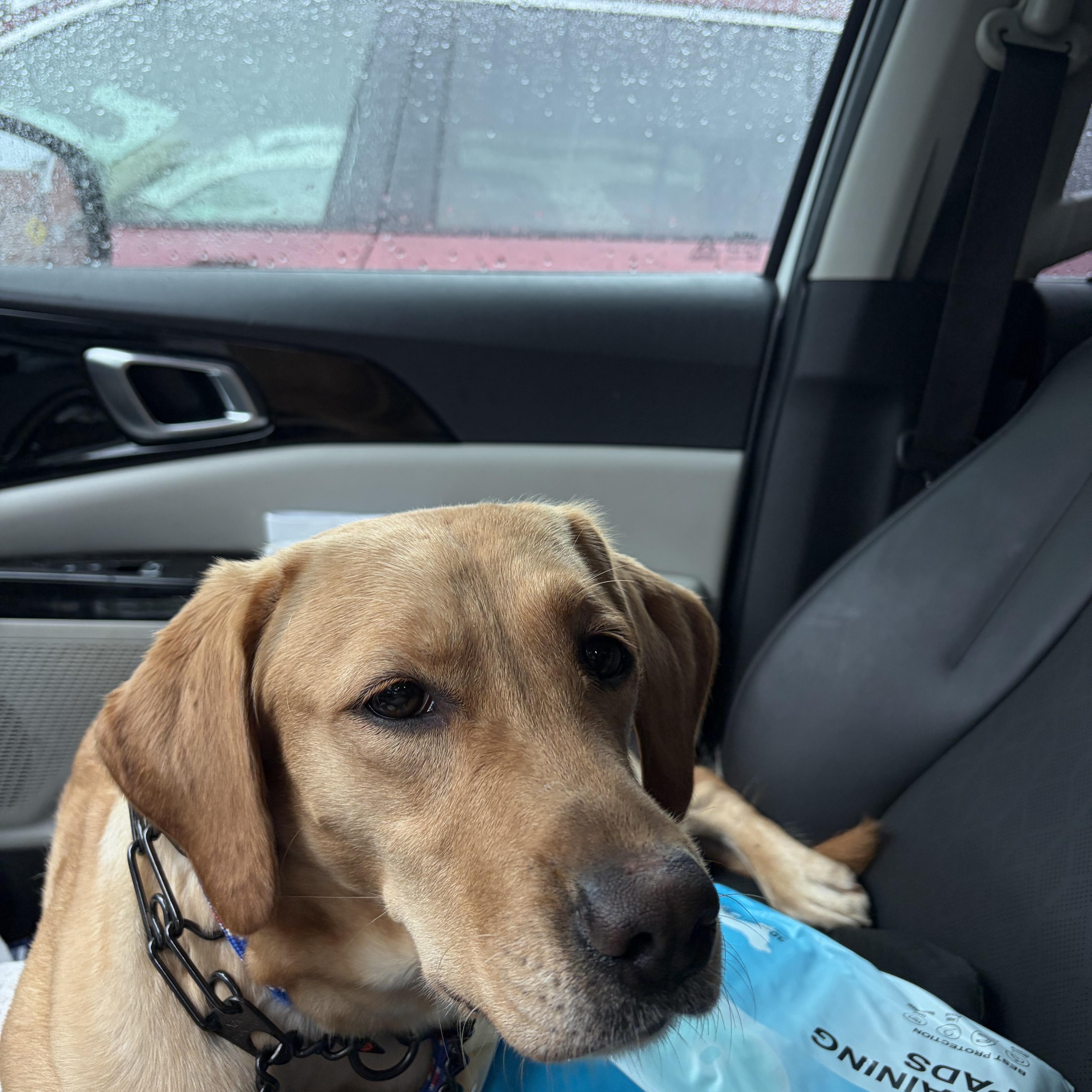 Enlarge Nala, a Adopted Yellow Labrador Retriever in Newfoundland, NJ image 4/5