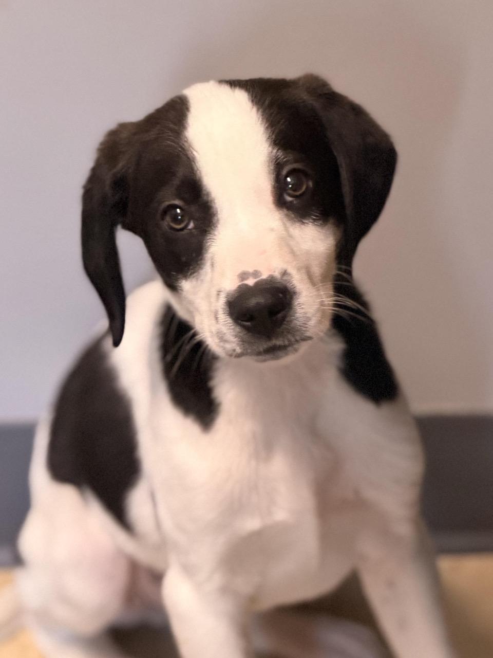 Reese , an adopted mixed breed in Sparta, NJ image 6/6