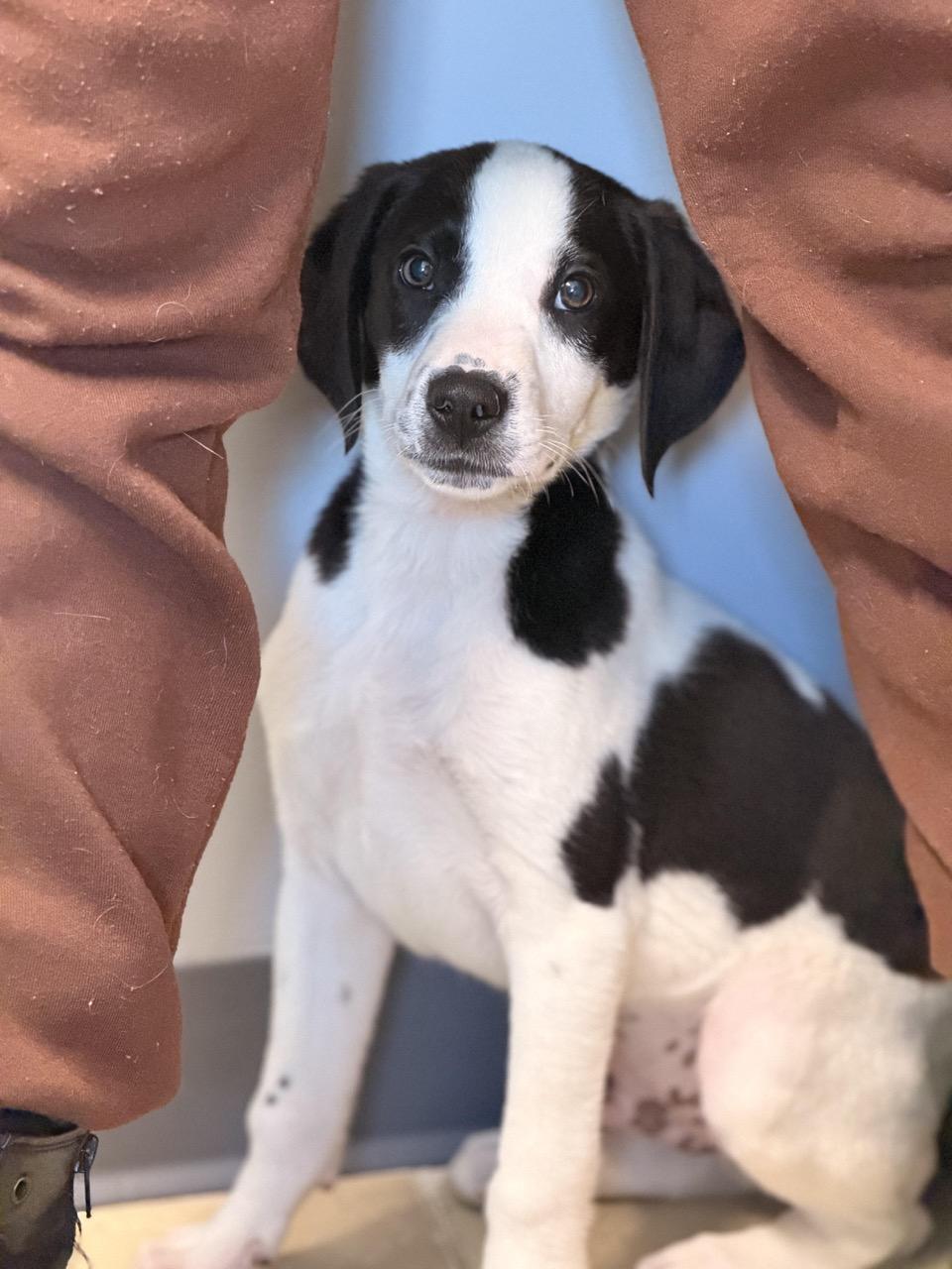 Reese , an adopted mixed breed in Sparta, NJ image 2/6