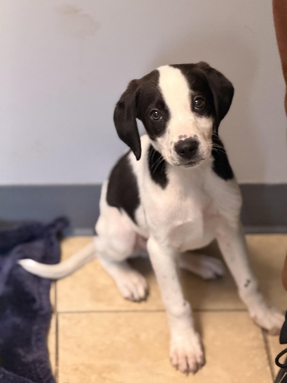 Reese , an adopted mixed breed in Sparta, NJ image 4/6