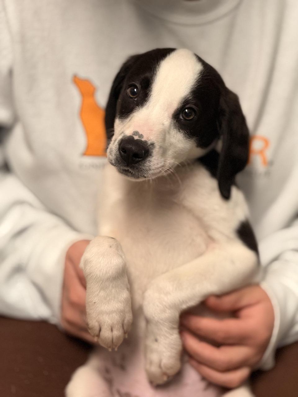 Reese , an adopted mixed breed in Sparta, NJ image 1/6