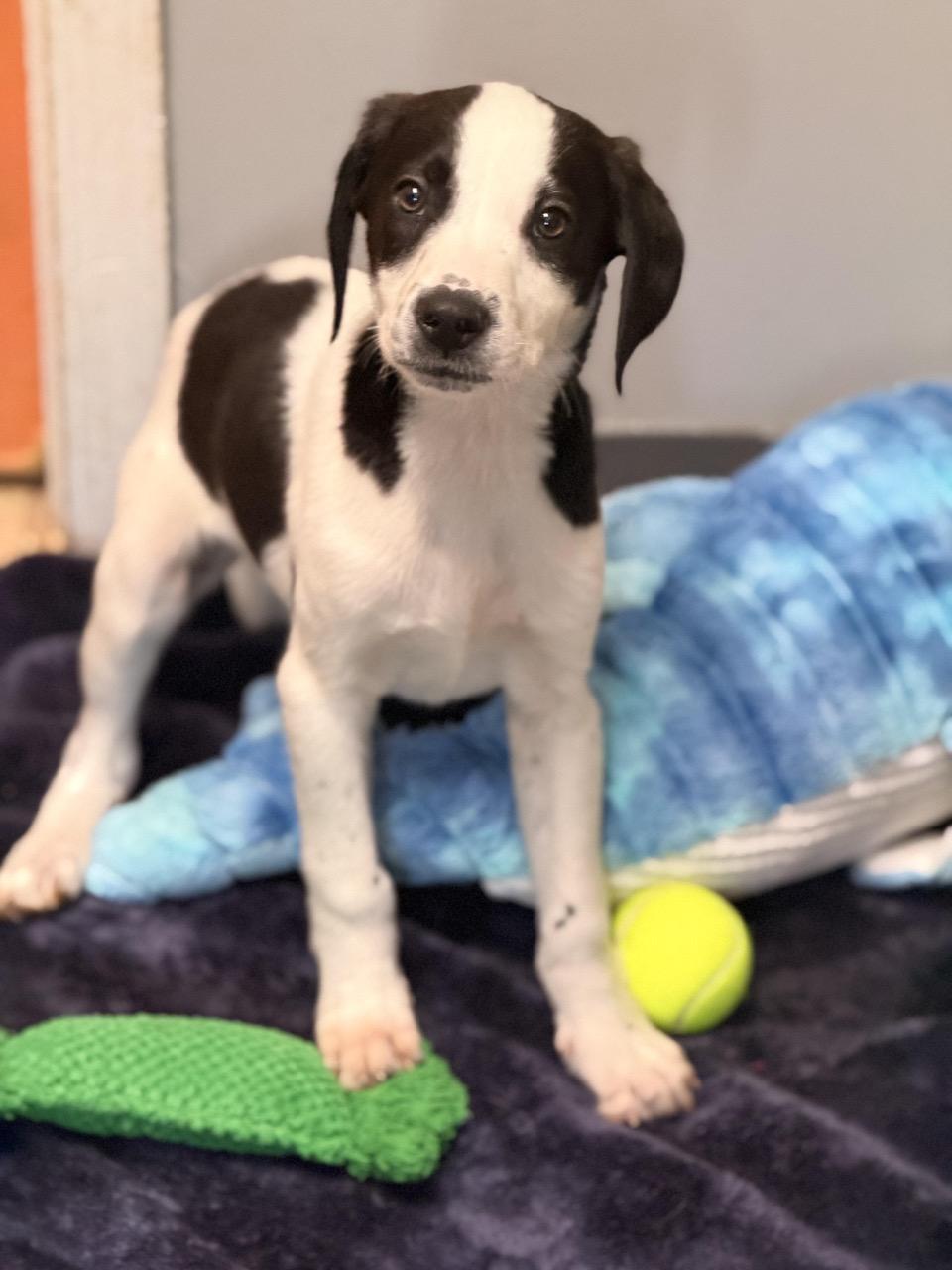 Reese , an adopted mixed breed in Sparta, NJ image 3/6