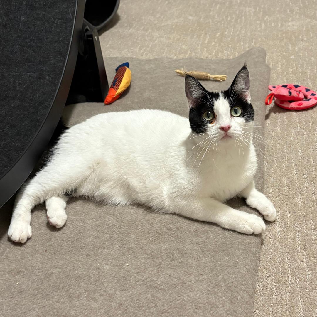 Enlarge Cassolette, a Adoptable Domestic Short Hair in Morgan Hill, CA image 1/6