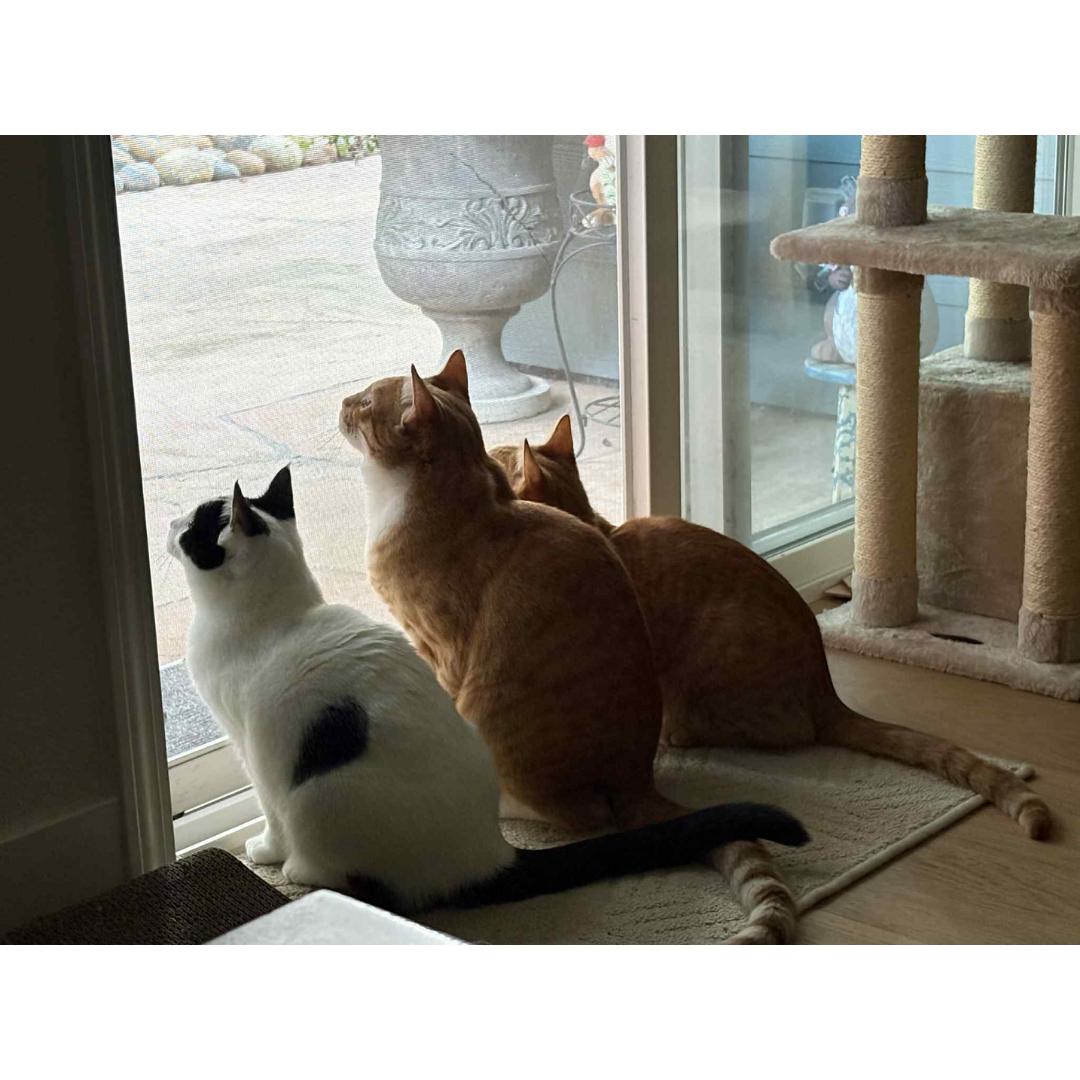 Enlarge Cassolette, a Adoptable Domestic Short Hair in Morgan Hill, CA image 4/6