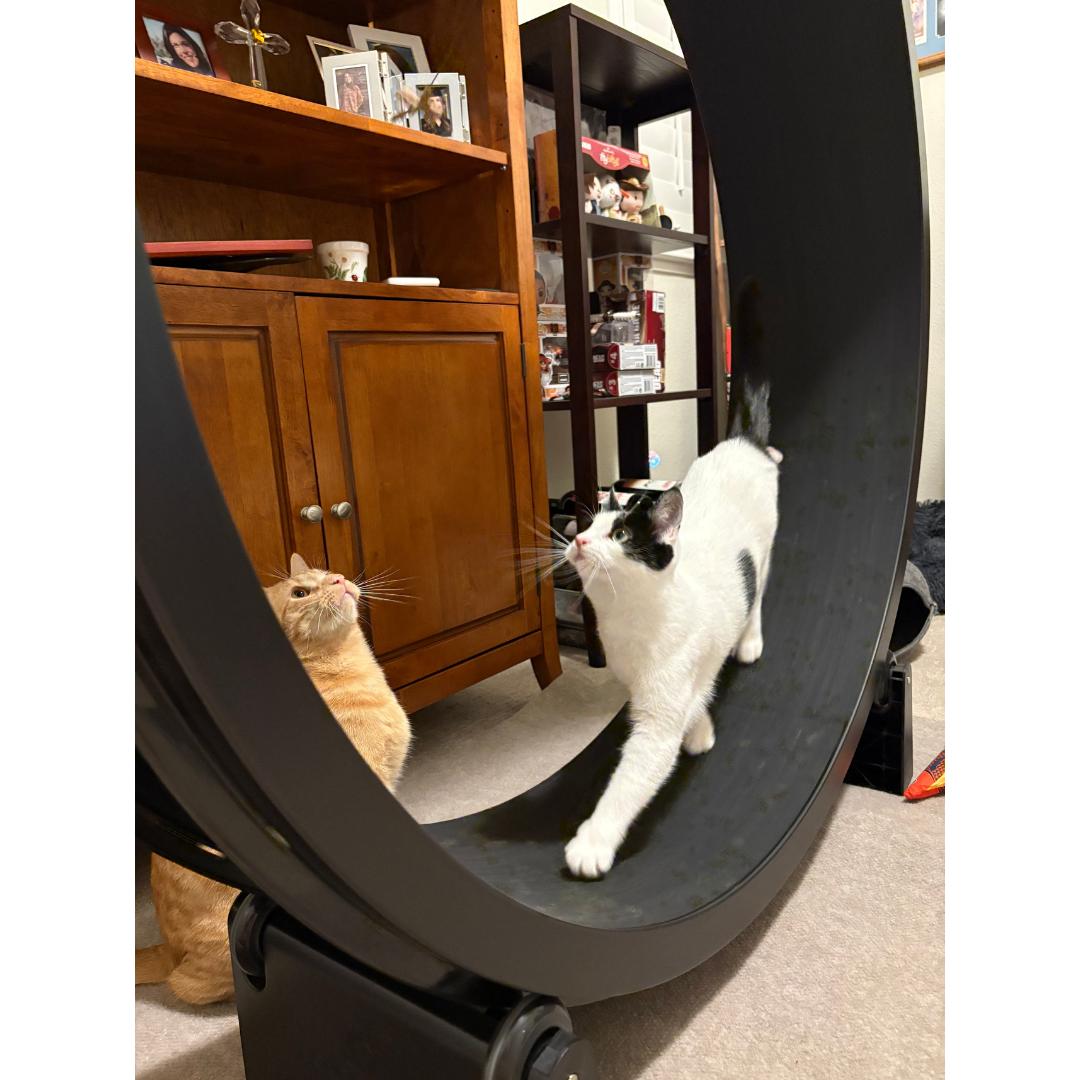 Enlarge Cassolette, a Adoptable Domestic Short Hair in Morgan Hill, CA image 6/6