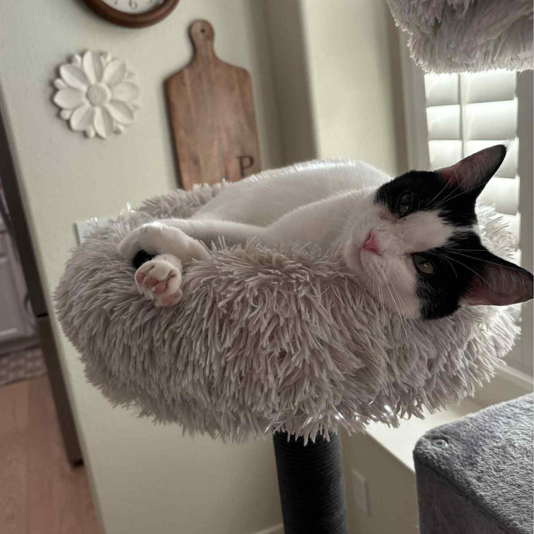 Enlarge Cassolette, a Adoptable Domestic Short Hair in Morgan Hill, CA image 2/6