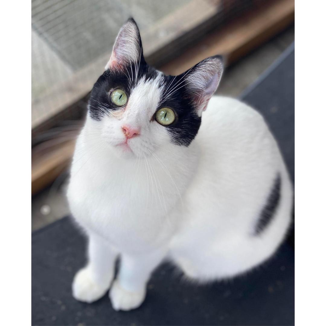 Enlarge Cassolette, a Adoptable Domestic Short Hair in Morgan Hill, CA image 5/6